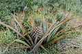 Sugar Loaf Pineapple Plant – Live Ananas comosus with Sweet Low Acid Fruit