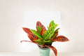 Croton Cocktail Plant Pack of 2 – Colorful Tropical Indoor Houseplants with Vibrant Foliage