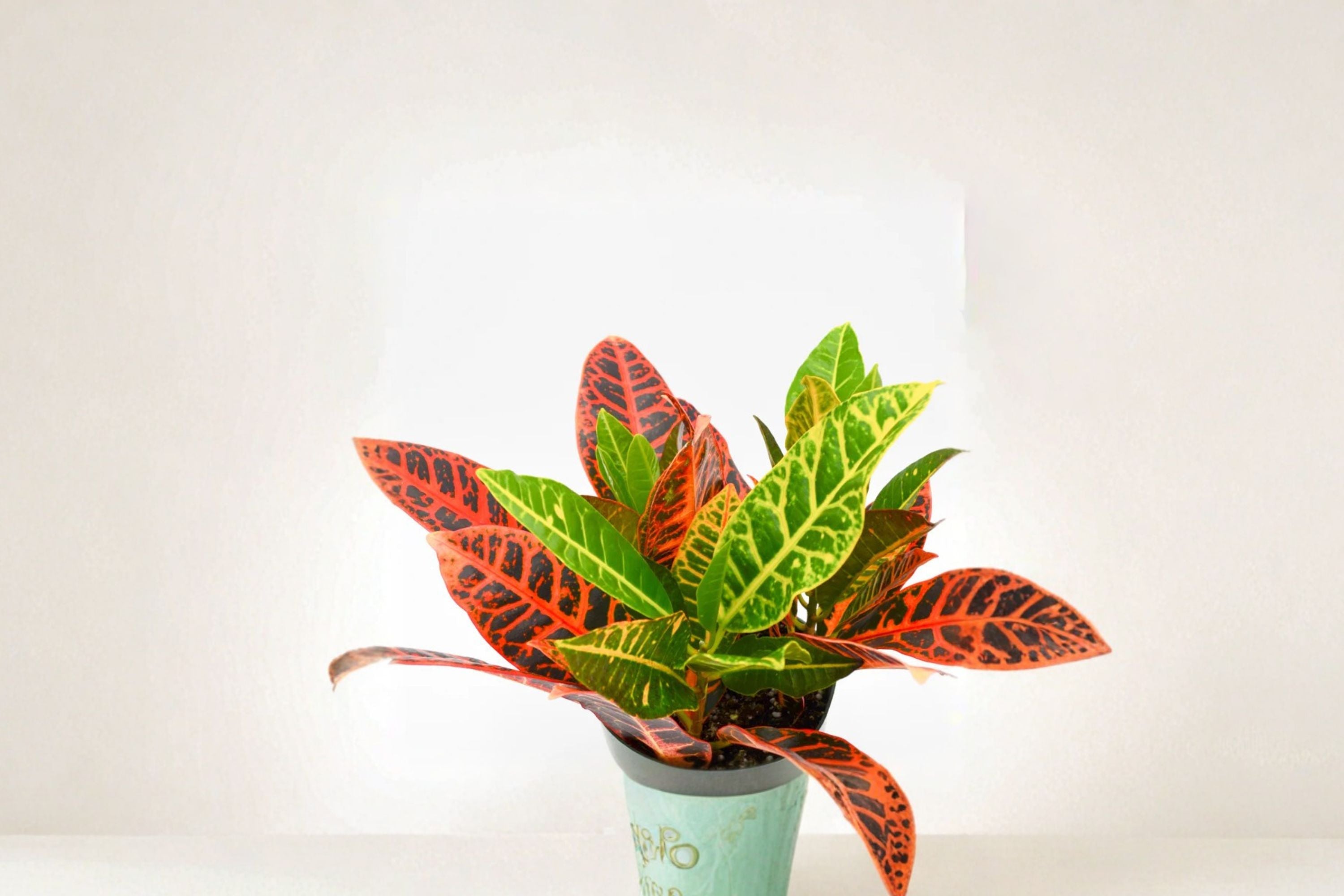 Croton Cocktail Plant Pack of 2 – Colorful Tropical Indoor Houseplants with Vibrant Foliage