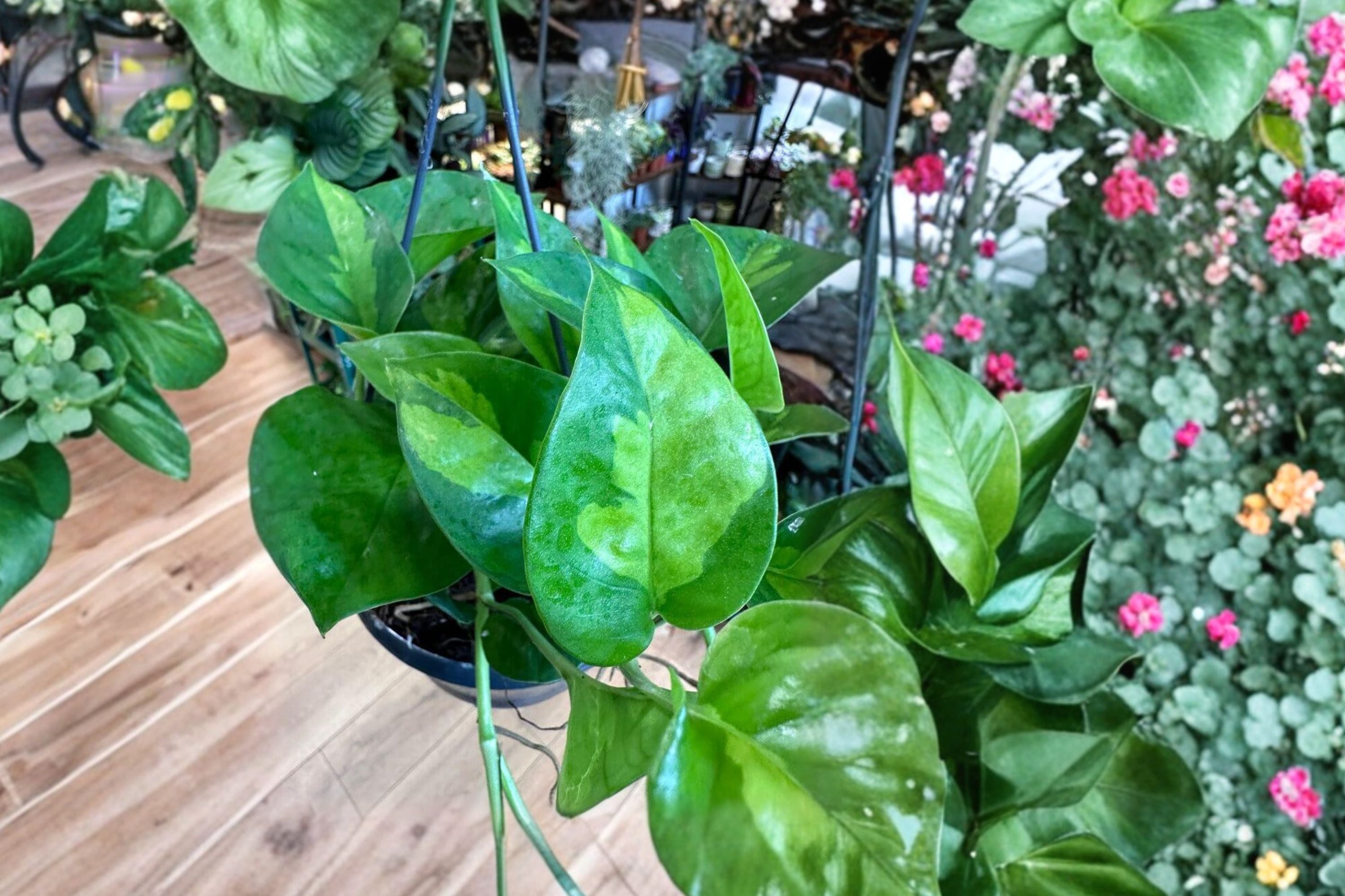 Global Green Pothos (2 Pack) – Rare Variegated Epipremnum Aureum Indoor Plant