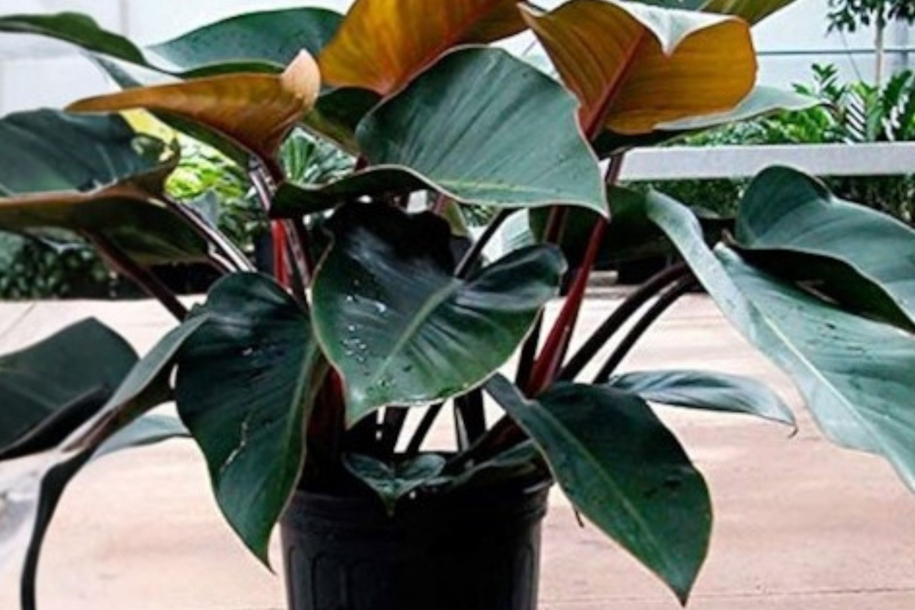 Philodendron Red Congo – Burgundy Foliage, Self-Heading Upright Tropical Houseplant