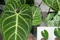 Anthurium Regale Pack of 2 Live Plants – Rare Velvet Leaf Tropical Indoor Houseplant