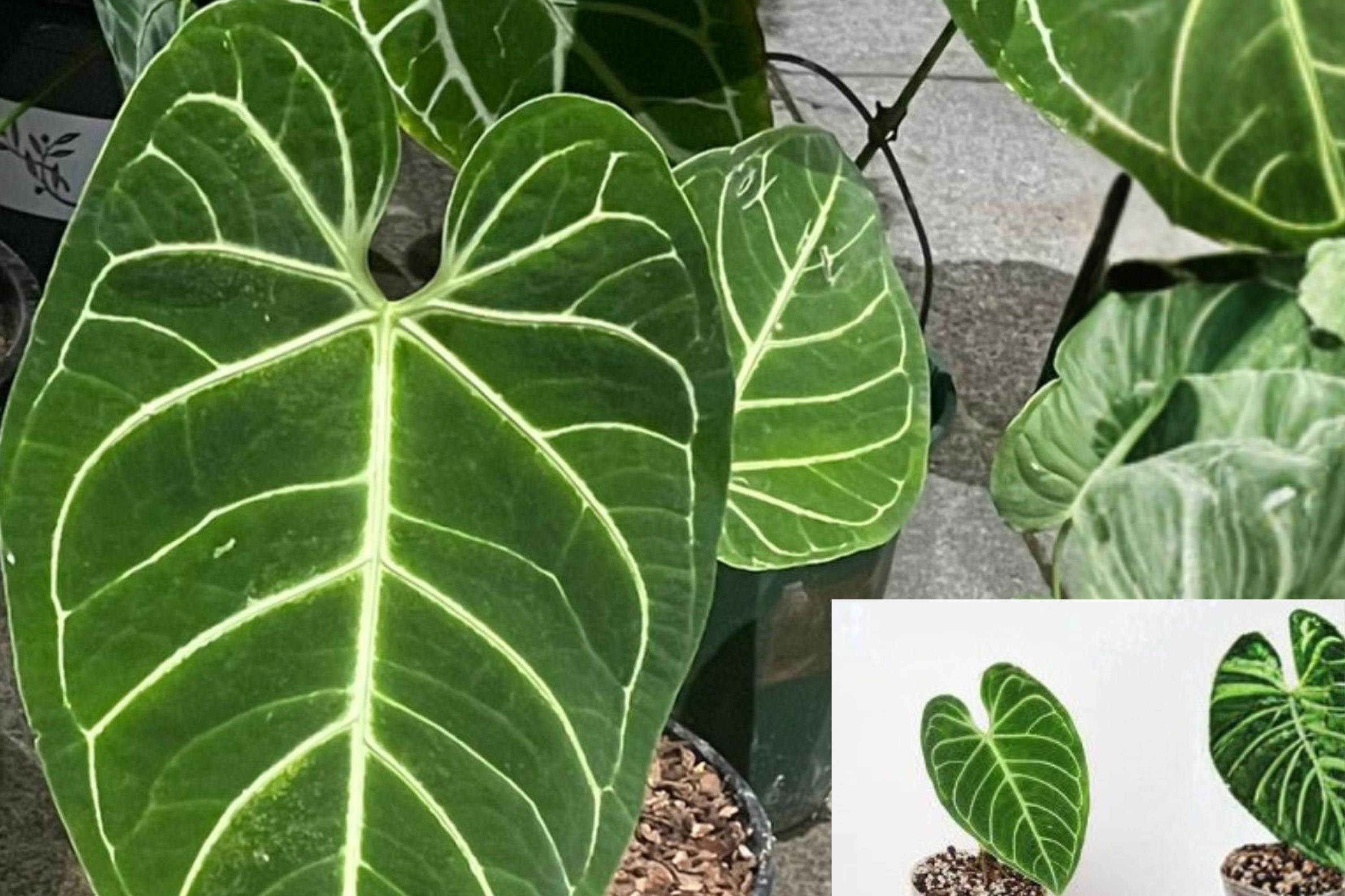 Anthurium Regale Pack of 2 Live Plants – Rare Velvet Leaf Tropical Indoor Houseplant