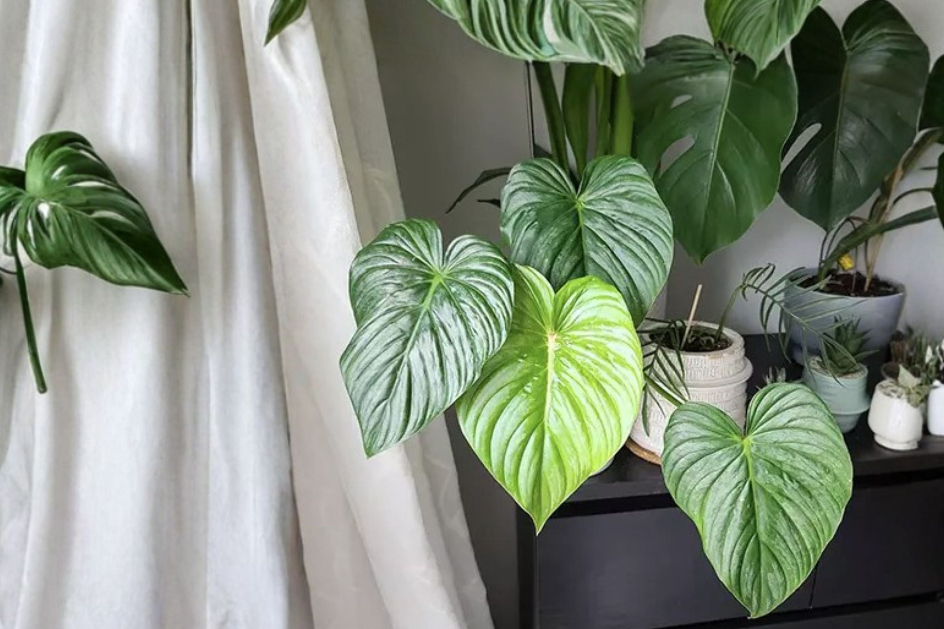 Philodendron Pastazanum Silver Nieve – Rare Variegated Silver Leaf Aroid Houseplant