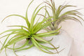 Giant Air Plant 14+ Inches – Extra Large Tillandsia – Live No Soil Indoor Plant