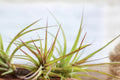 Tillandsia ‘Sparkler’ Air Plant 5–7” – Hybrid Blooming Indoor Air Plant