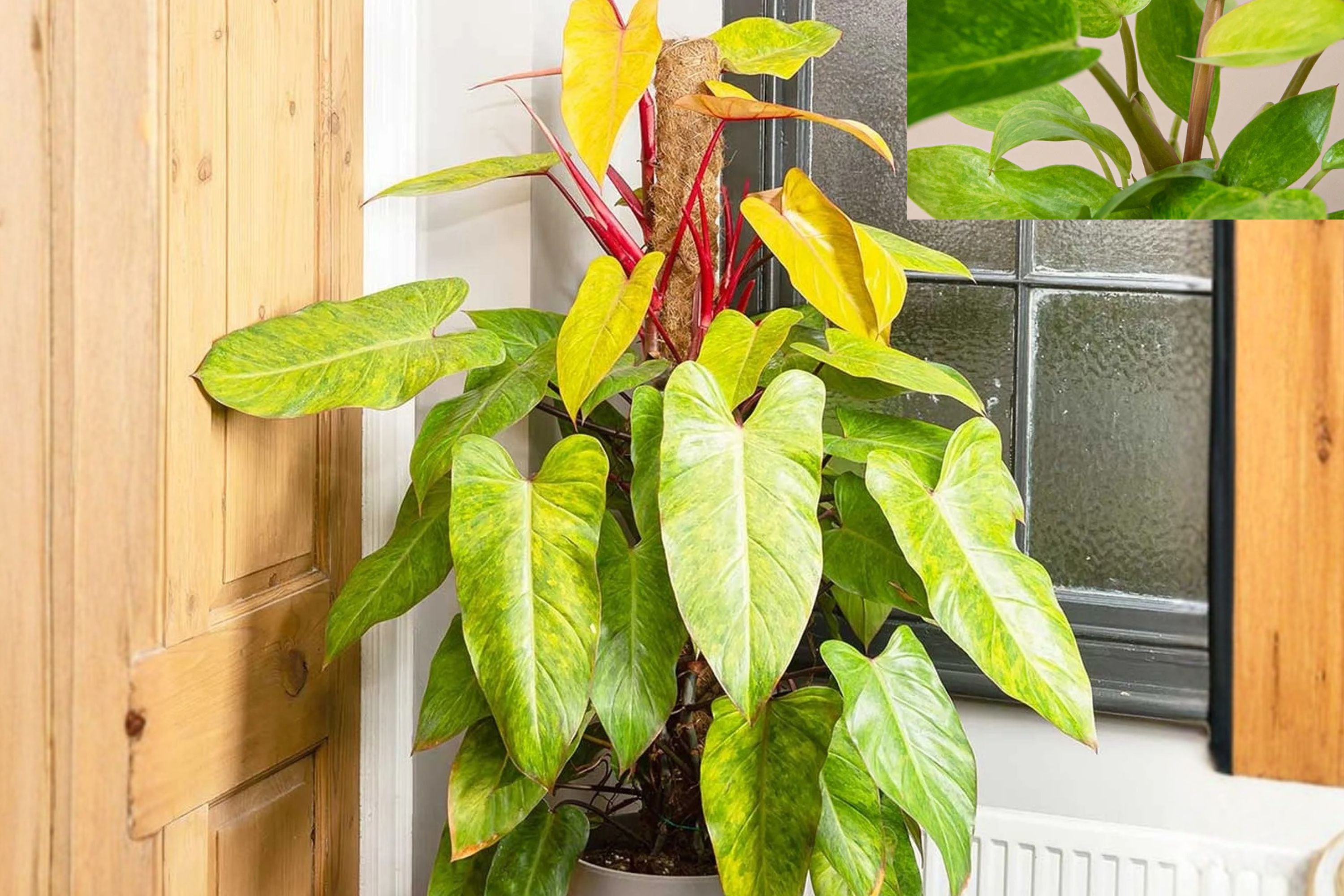 Philodendron Painted Lady – Variegated Climbing Aroid Tropical Houseplant