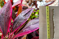 Hawaiian Ti Plant Cuttings 8 Pack – Cordyline Fruticosa – 5–7” Pink Purple Tropical Foliage – Easy Propagation