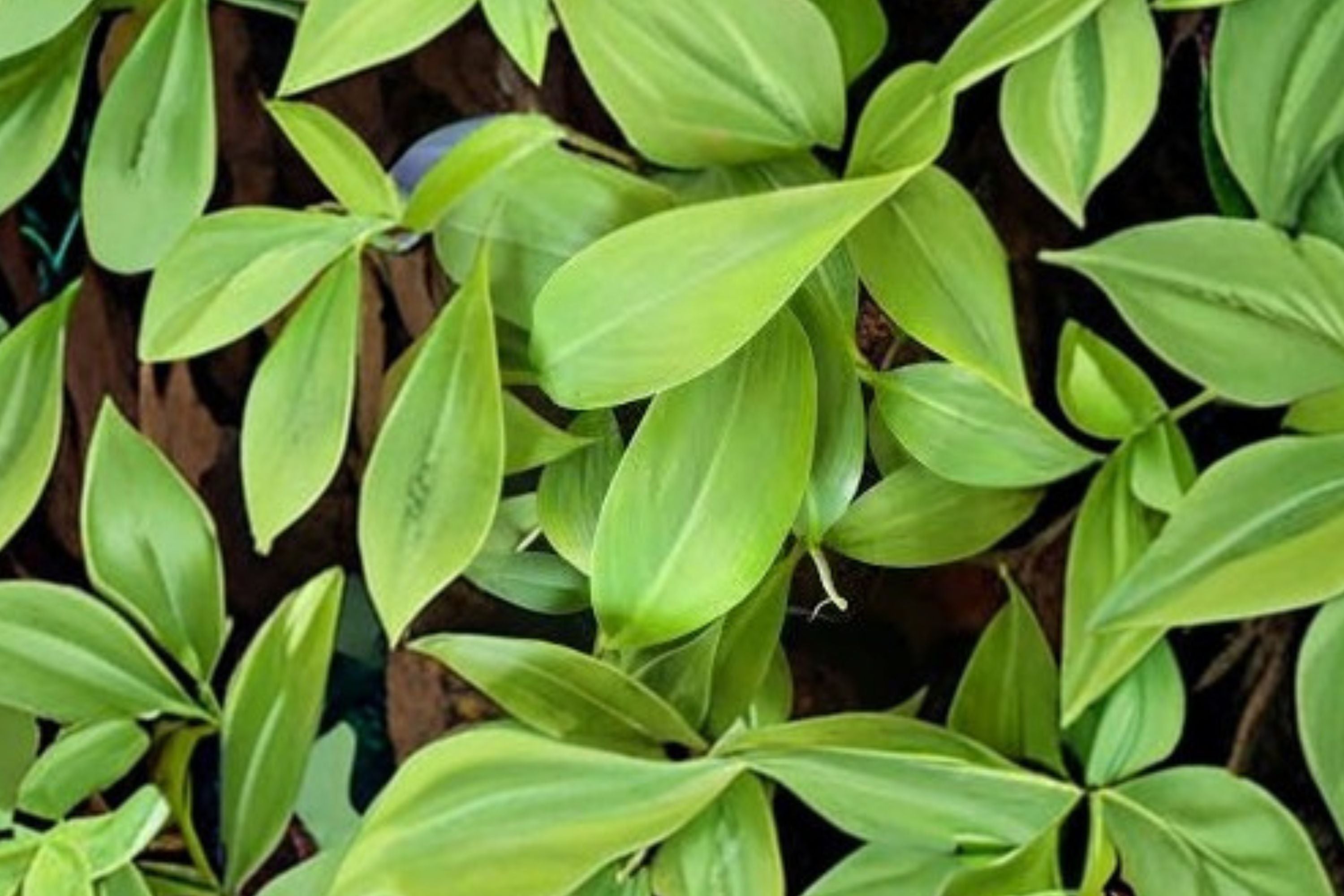 Musa Basjoo Banana Tree – Cold Hardy Live Rooted Banana Plant for Zone 5 – Fast Growing Outdoor Tropical Plant