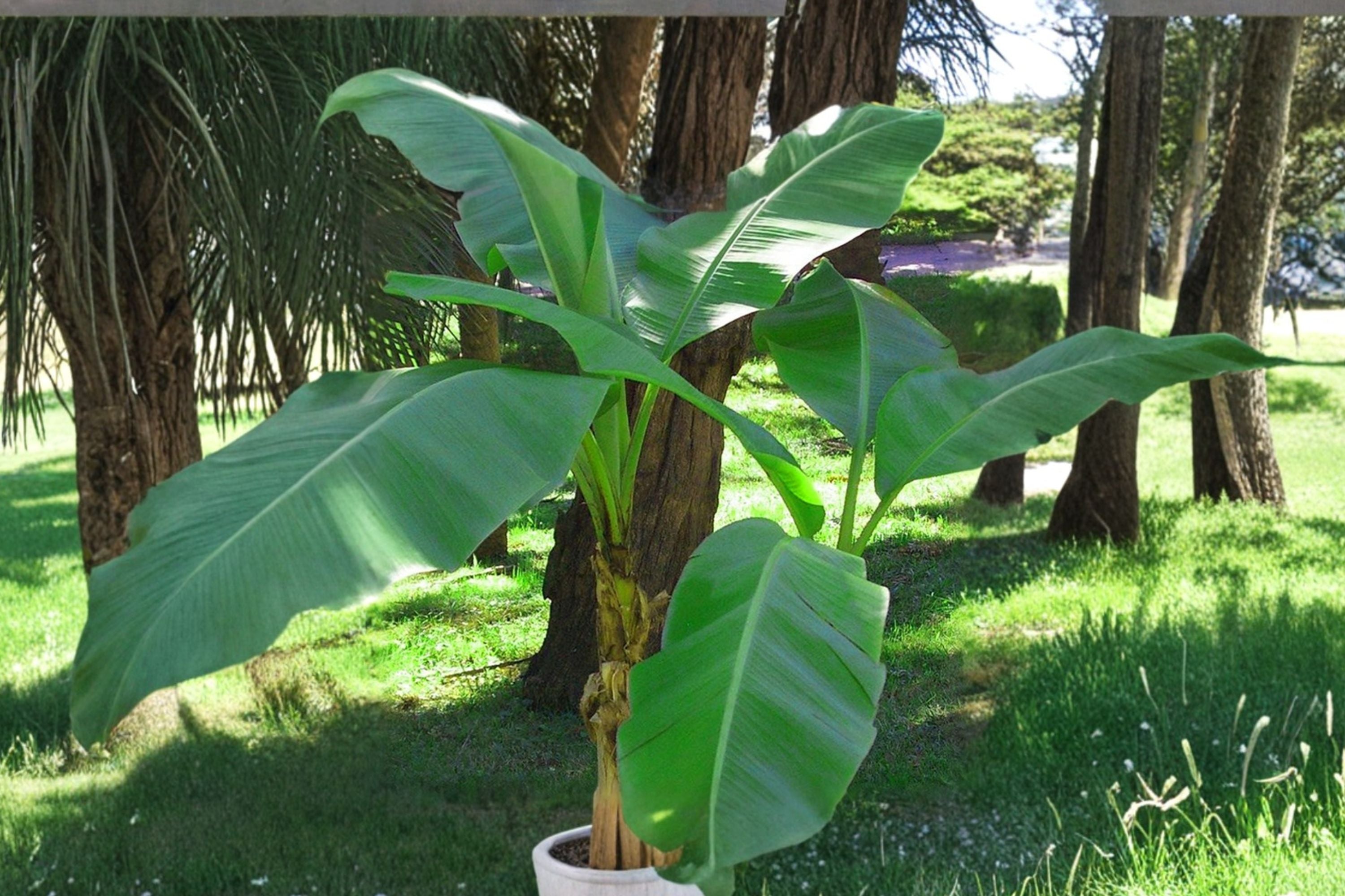 2 Musa Basjoo Banana Plants – Cold Hardy Banana Tree Zone 5 – Live Rooted Tropical Plants