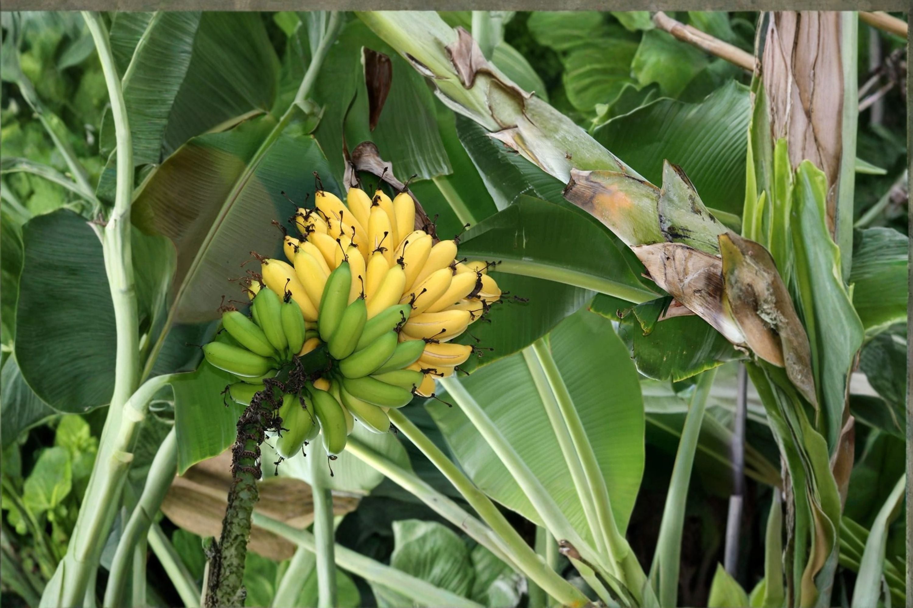 Burro Banana Plant – Live Tropical Banana Tree with Sweet Tangy Fruit – Orinoco Type