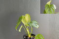 Philodendron Pastazanum Silver Pack of 2 – Rare Silver Leaf Tropical Houseplant