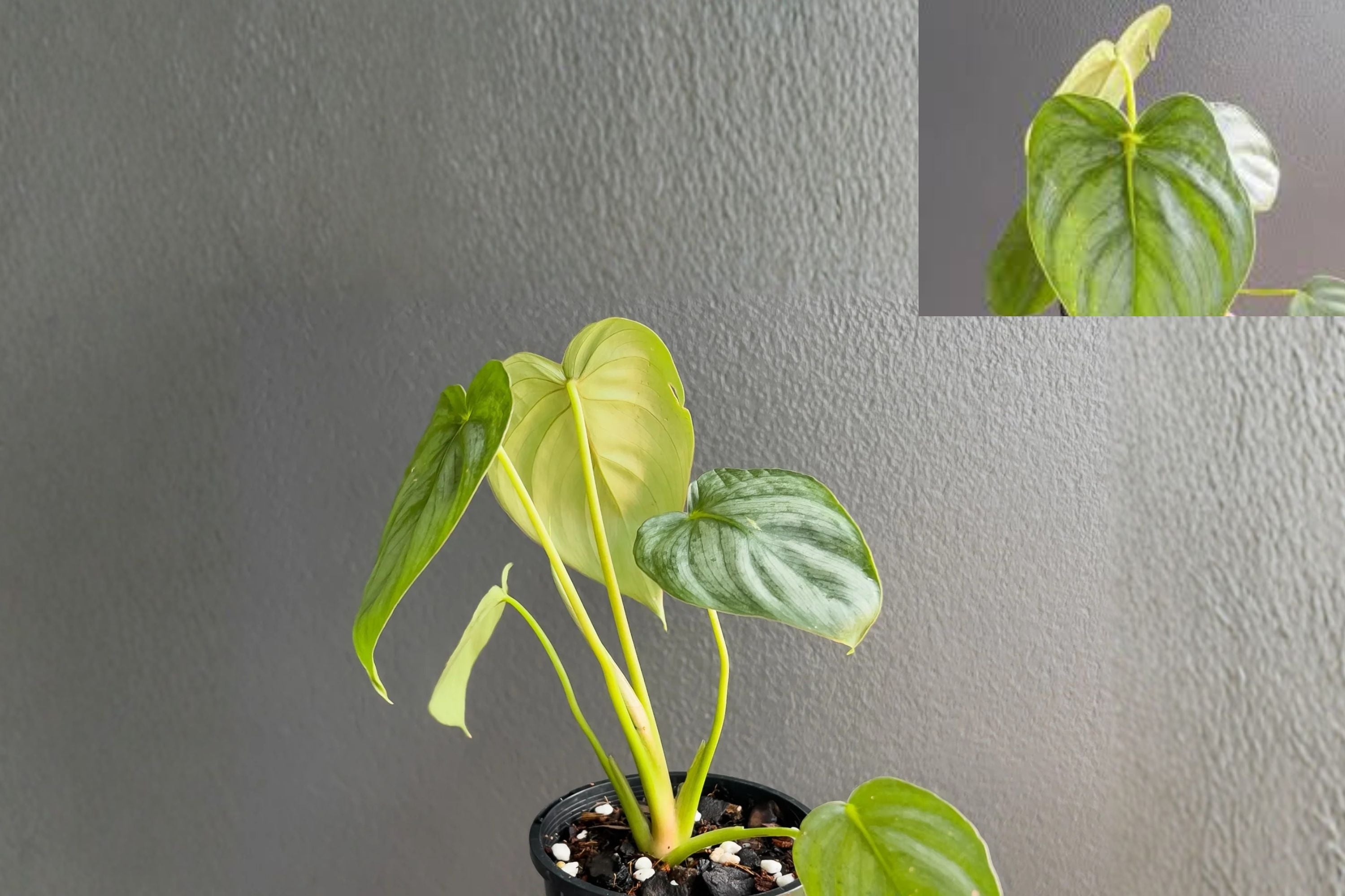 Philodendron Pastazanum Silver Pack of 2 – Rare Silver Leaf Tropical Houseplant