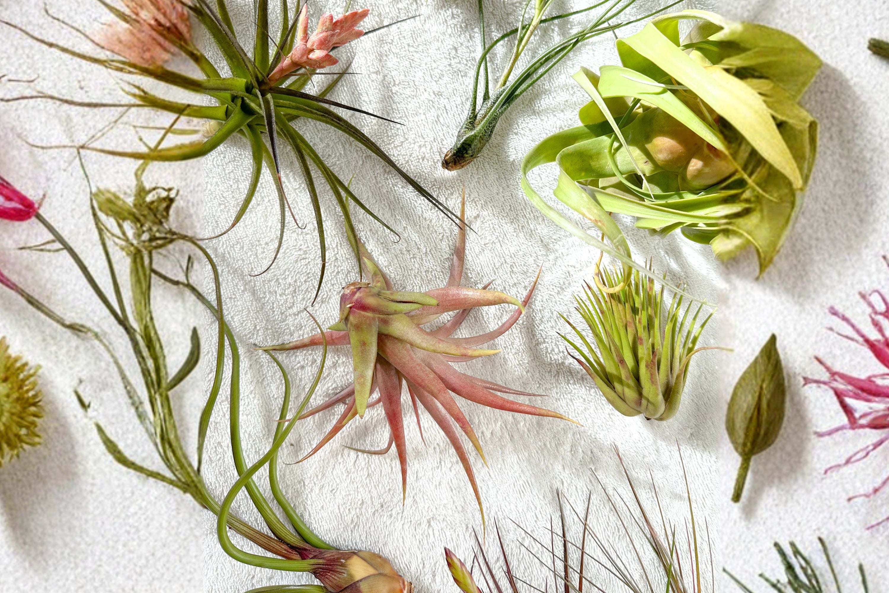 10 Tillandsia Utriculata Air Plants – Florida Native Live Air Plant Bundle – Easy Care No Soil Starter Plants