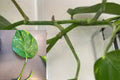 Hawaiian Pothos Cuttings (5 Pack) – Rooted Nodes & Aerial Roots – Golden Pothos Propagation