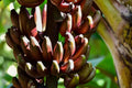 Cuban Red Banana Plant – Red Dacca Tropical Fruit Tree – Live Edible Garden Plant