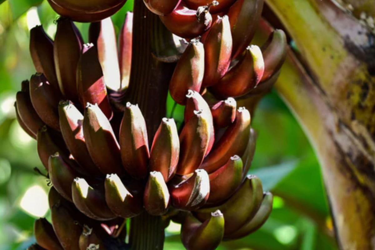 Cuban Red Banana Plant – Red Dacca Tropical Fruit Tree – Live Edible Garden Plant