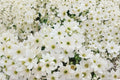 Clematis ‘Early Sensation’ Evergreen Vine with Early Spring White Flowers - 1 Gallon Live Plant