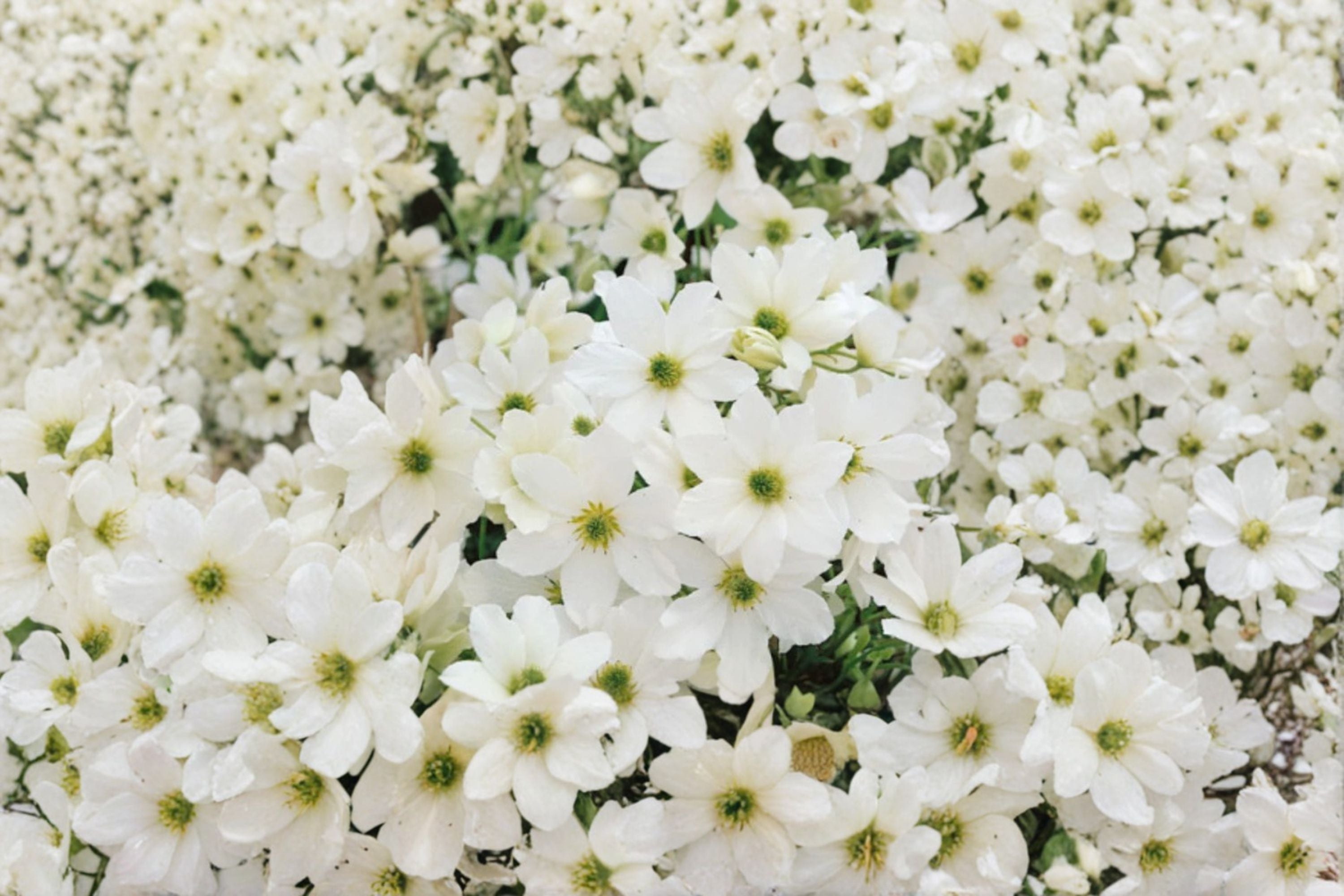Clematis ‘Early Sensation’ Evergreen Vine with Early Spring White Flowers - 1 Gallon Live Plant