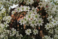 Clematis ‘Early Sensation’ – Evergreen Climbing Vine with Early Spring White Flowers – 1 Gallon Live Plant