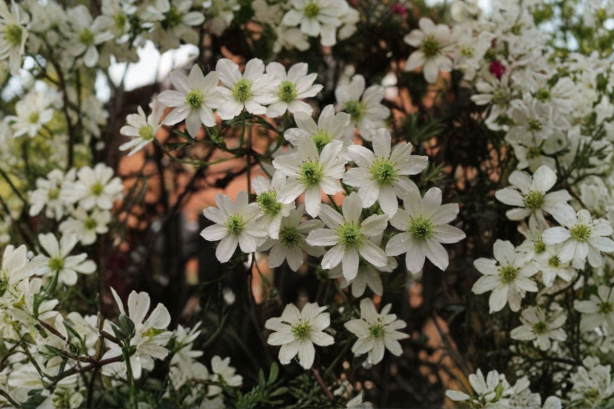 Clematis ‘Early Sensation’ – Evergreen Climbing Vine with Early Spring White Flowers – 1 Gallon Live Plant