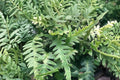 Dragon’s Tail Fern (Asplenium ebenoides) – Rare Hardy Shade Fern in 3.5” Live Pot
