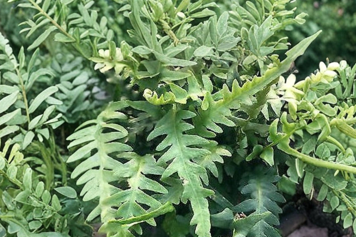 Dragon’s Tail Fern (Asplenium ebenoides) – Rare Hardy Shade Fern in 3.5” Live Pot
