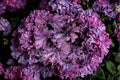 Heuchera ‘Forever Purple’ – Evergreen Purple Coral Bells Perennial Plant
