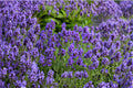 Sweet Romance Lavender Plant – English Lavender – Fragrant Purple Herb – Blooms First Year