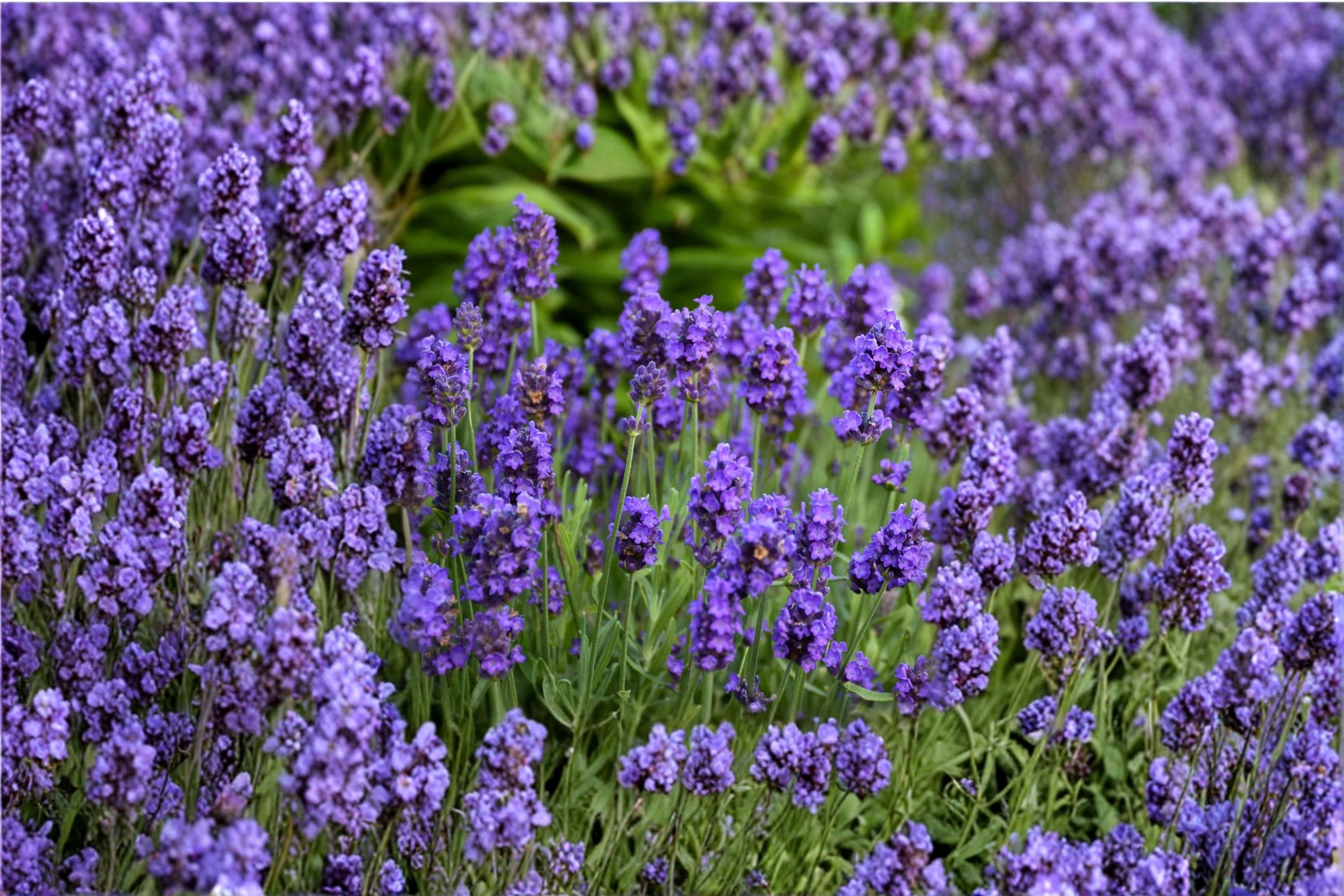 Sweet Romance Lavender Plant – English Lavender – Fragrant Purple Herb – Blooms First Year