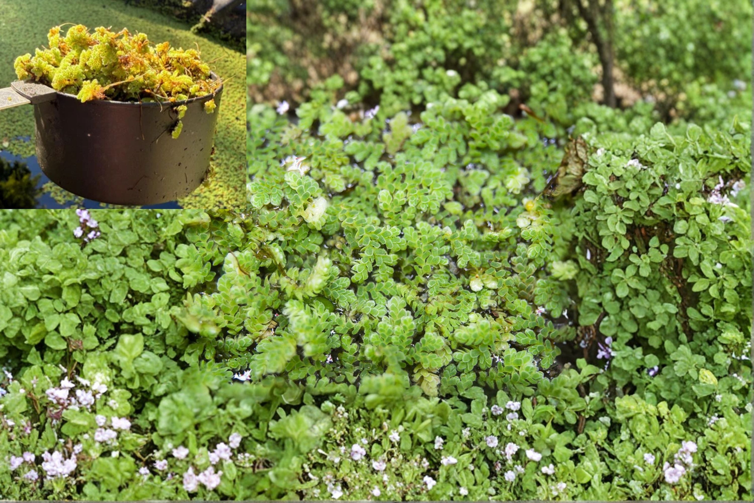 Azolla Mosquito Fern (1 Cup) – Live Floating Aquarium & Pond Plant – Natural Water Filter