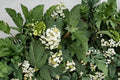 Munchkin Oakleaf Hydrangea - Dwarf Hydrangea Shrub with White to Pink Blooms - 1 Gallon Shade Garden Plant