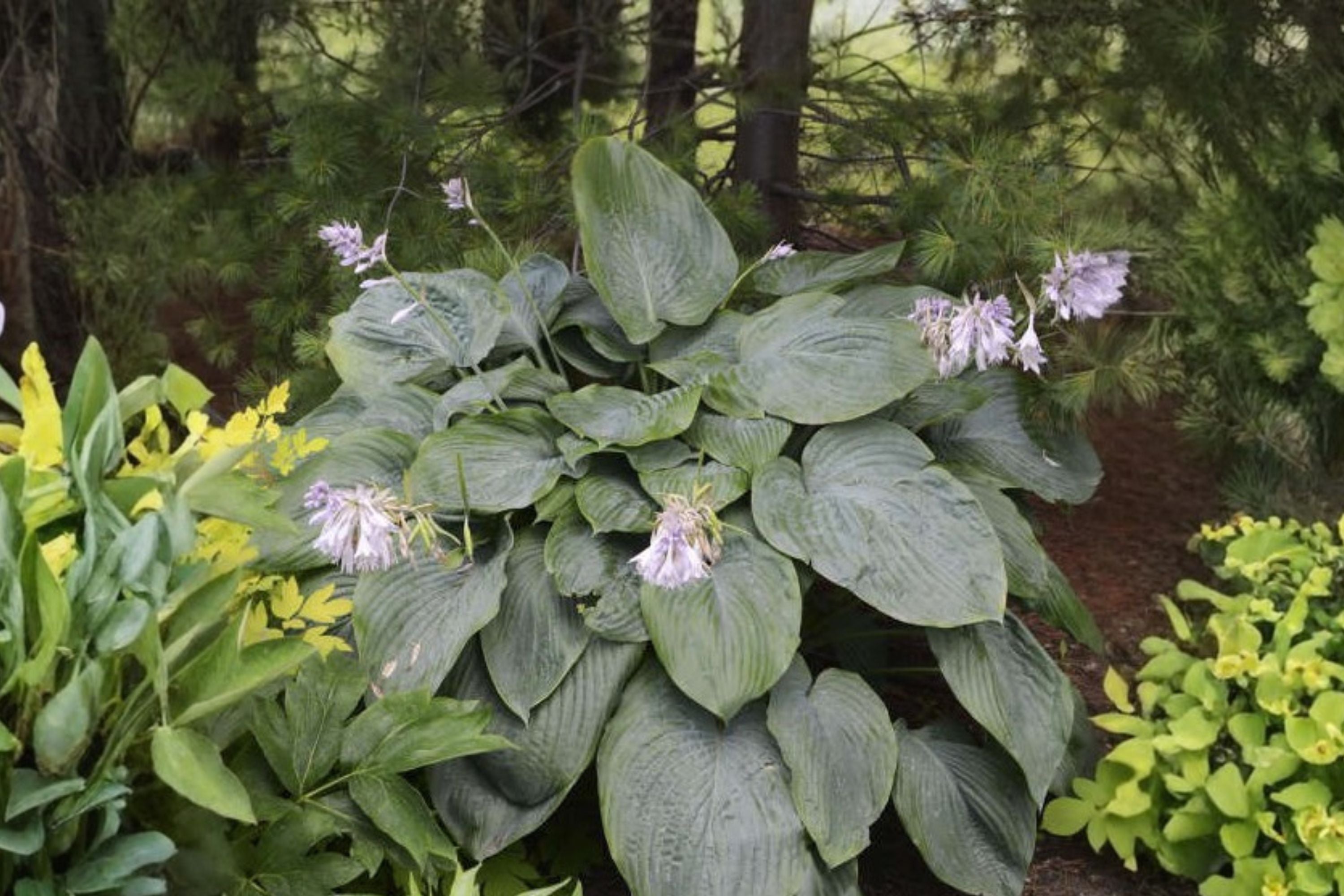 Empress Wu Hosta – Largest Giant Hosta Bareroot – Shade Perennial Plant