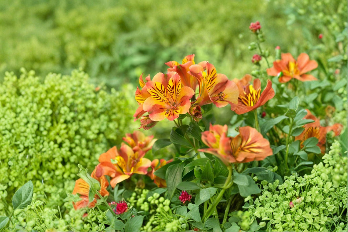 Alstroemeria ‘Princess Diana’ – Dwarf Peruvian Lily Plant in 1 Gallon Pot
