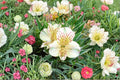Alstroemeria ‘Colorita Claressa’ – White Peruvian Lily in 1 Gallon Pot – Dwarf, Long Blooming Cut Flower