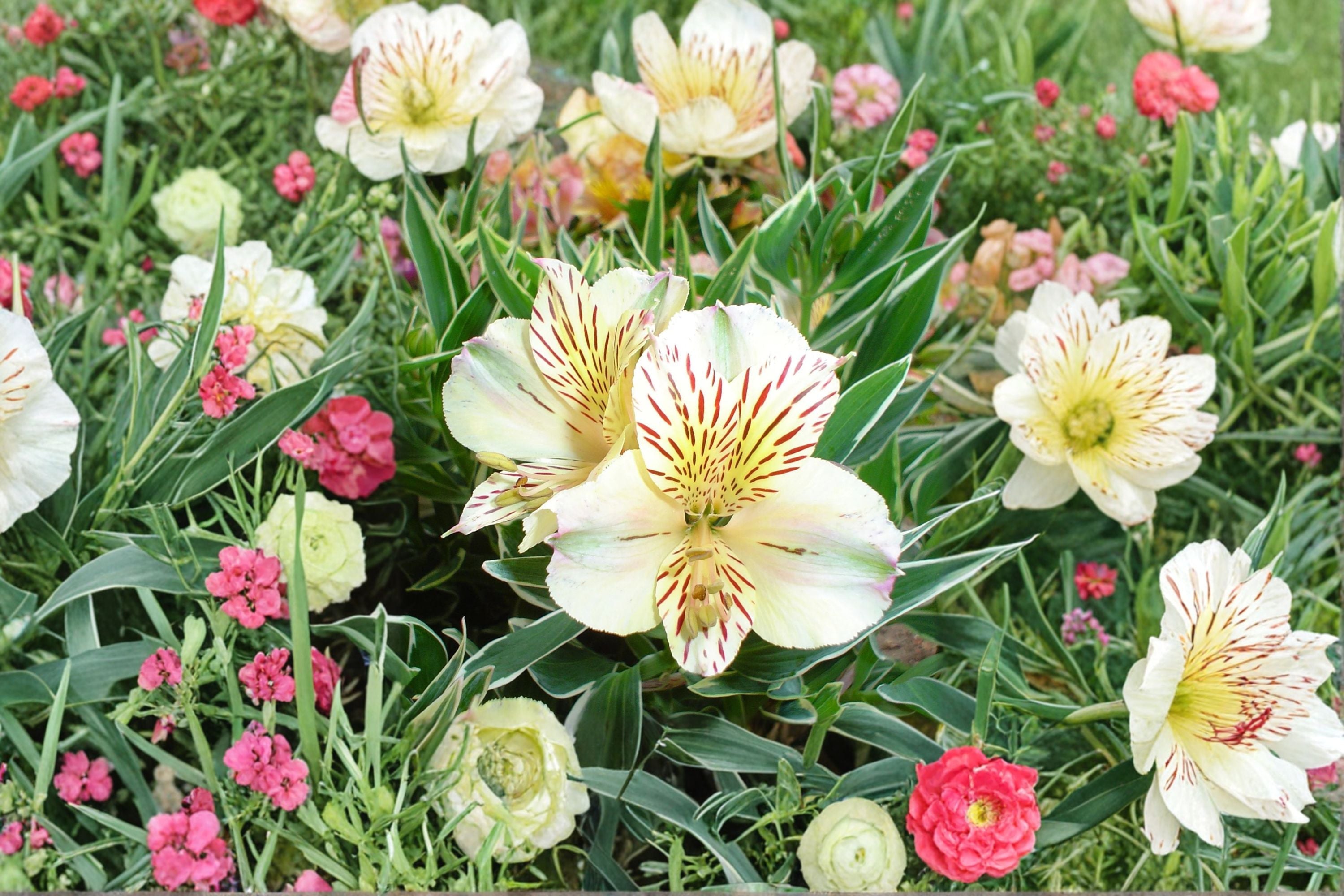 Alstroemeria ‘Colorita Claressa’ – White Peruvian Lily in 1 Gallon Pot – Dwarf, Long Blooming Cut Flower