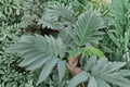 Melianthus ‘Antonow’s Blue’ – Blue Honey Bush Evergreen Shrub with Architectural Blue-Gray Foliage