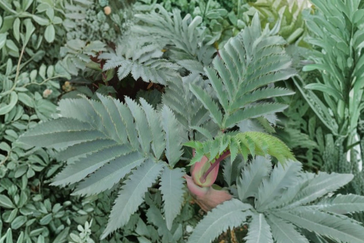 Melianthus ‘Antonow’s Blue’ – Blue Honey Bush Evergreen Shrub with Architectural Blue-Gray Foliage