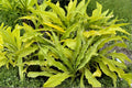 Hosta ‘Curly Fries’ – Mini Yellow Hosta with Ruffled Leaves – Shade Perennial Bareroot or Potted
