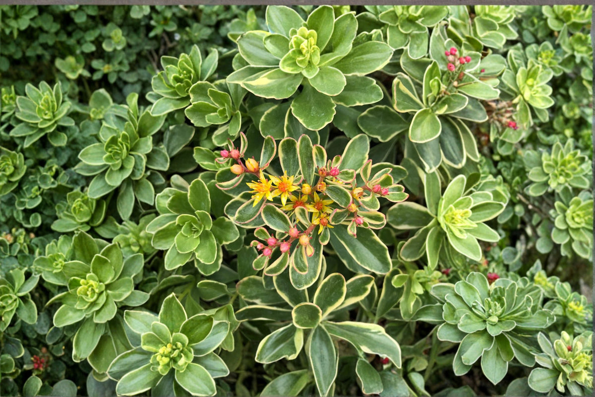 Variegated Sedum Kamtschaticum – Drought Tolerant Stonecrop Ground Cover with Yellow Flowers in 3.5” Pot