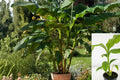 Musa Basjoo Banana Plant – Cold Hardy Banana Tree for Zone 5 – Live Rooted Tropical Outdoor Plant