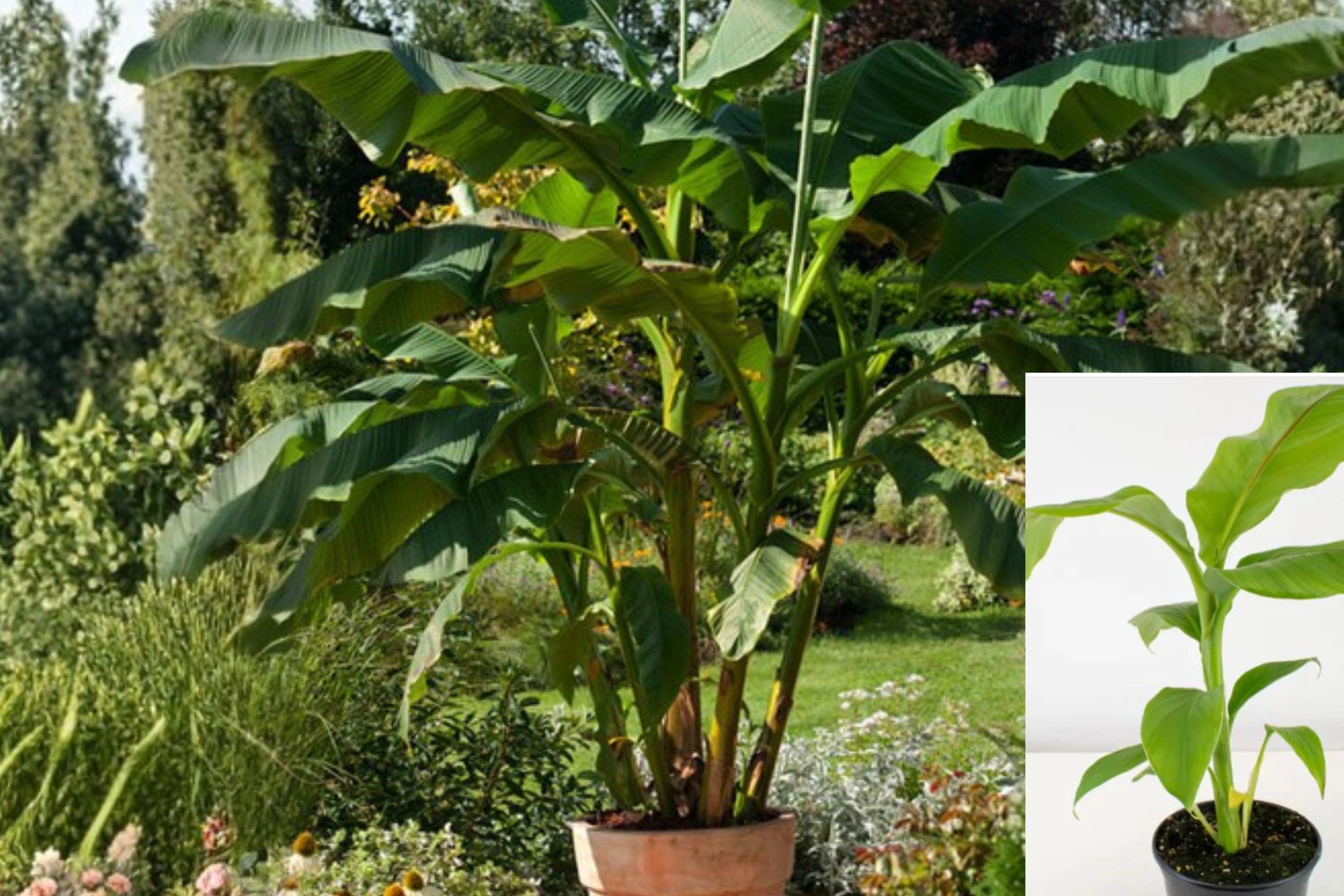 Musa Basjoo Banana Plant – Cold Hardy Banana Tree for Zone 5 – Live Rooted Tropical Outdoor Plant