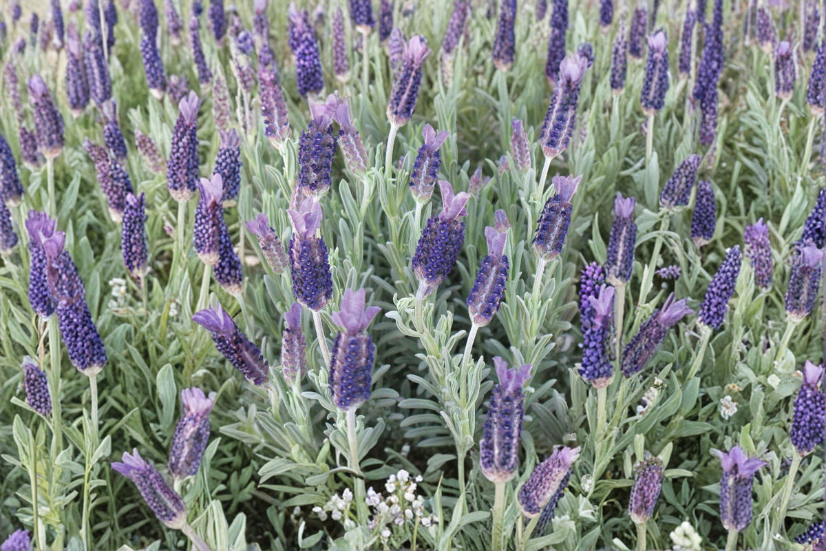 White Spanish Lavender ‘Anouk’ – Rabbit Ears Lavender – Lavandula stoechas – Fragrant Live Plant in 1 Gallon Pot