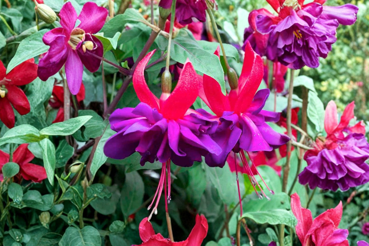 Fuchsia ‘Double Otto’ – Hardy Perennial with Double Purple Red Flowers – 1 Gallon Live Plant