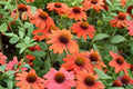 Echinacea PRIMA Saffron - Yellow Coneflower Dwarf Perennial 4.5” Live Plant