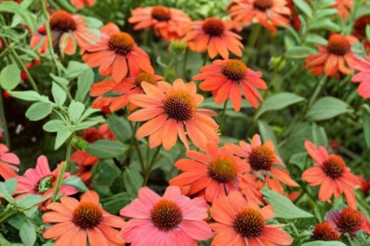 Echinacea PRIMA Saffron - Yellow Coneflower Dwarf Perennial 4.5” Live Plant