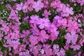 Creeping Phlox ‘Eye Candy’ - Evergreen Ground Cover with Pink Spring Flowers