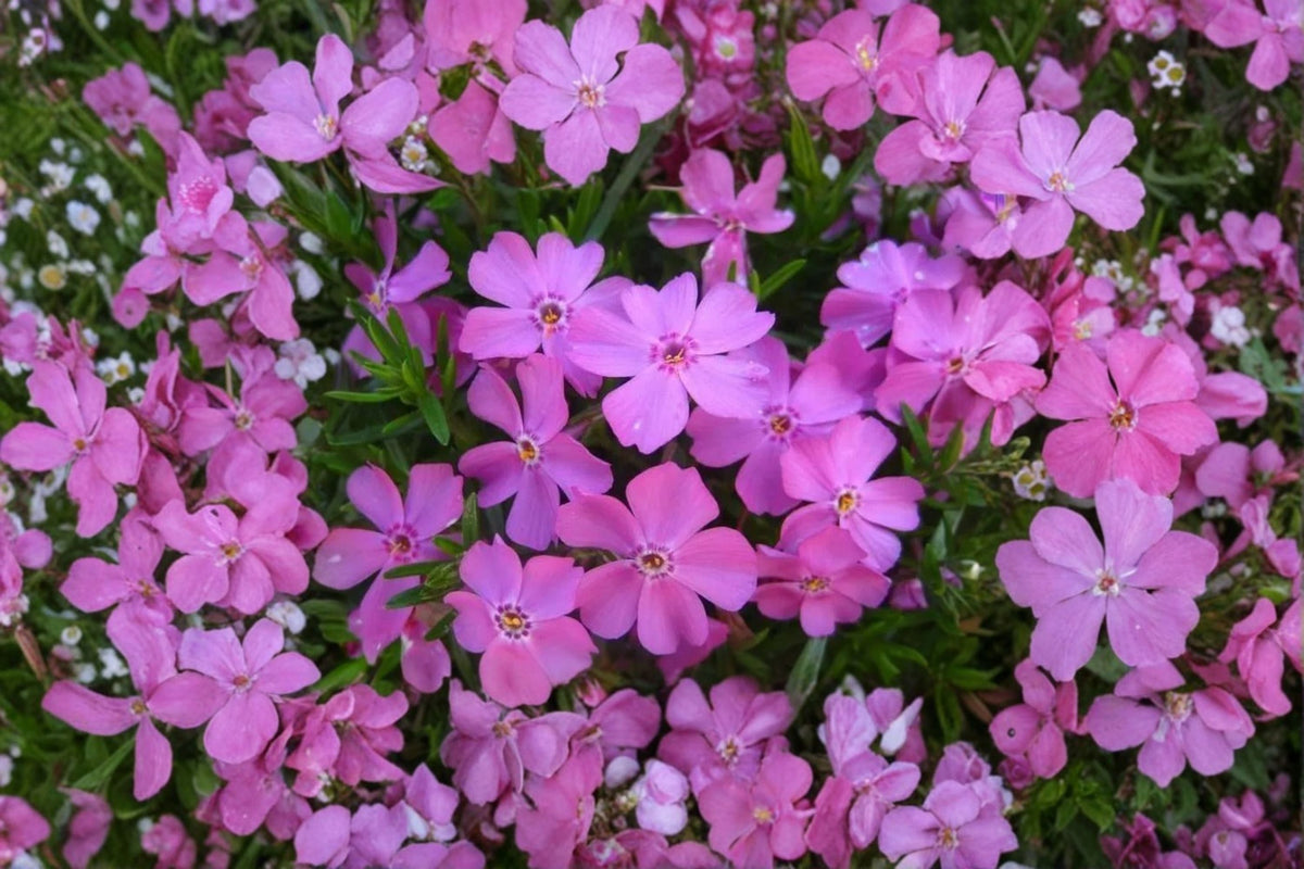Creeping Phlox ‘Eye Candy’ - Evergreen Ground Cover with Pink Spring Flowers