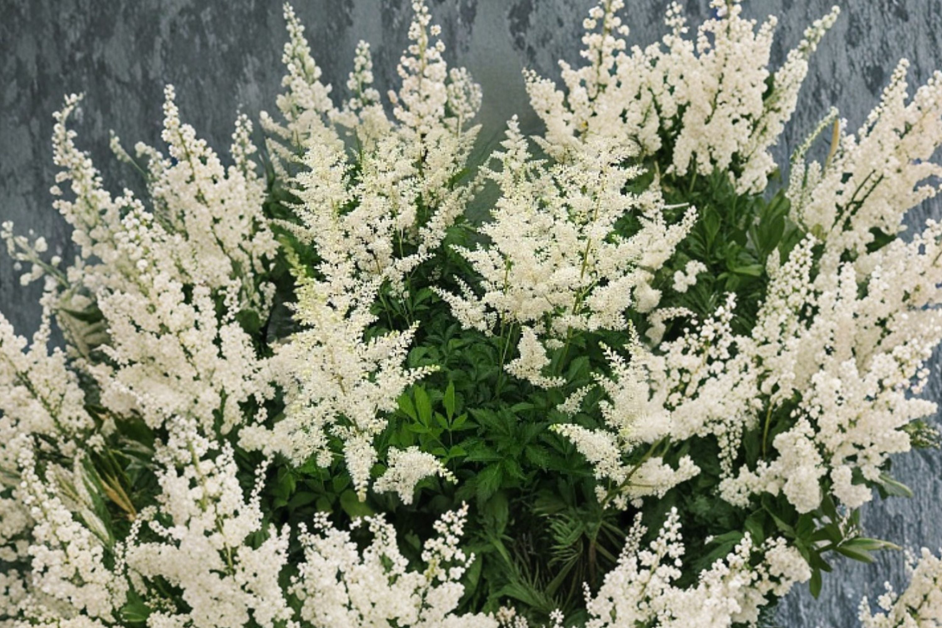 Astilbe ‘Snowdrift’ White Shade Perennial – 4.5” or 1 Gallon Live Plant