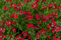 Salvia greggii ‘Mirage Cherry Red’ – Red Hummingbird Plant in 4.5” Pot – Drought Tolerant Perennial Sage